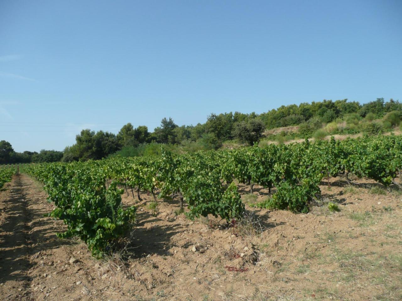 Gite Du Serre De Boudre Climatise, Spa Permanent Buisson 외부 사진